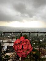 Red Euphorbia flowers, or Euphorbia milii with valley and sky background photo