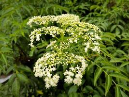 Chinese elder or Sambucus javanica flowers. Adoxaceae perennial plants. It has many white florets on corymbs in summer and has yellow glands. photo