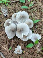 Termitomyces or Moon mushroom or Jamur BUlan or jamur supa barat atau suung bulan or Gymnopus sp. lives on the ground of forest photo