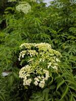 Chinese elder or Sambucus javanica flowers. Adoxaceae perennial plants. It has many white florets on corymbs in summer and has yellow glands. photo