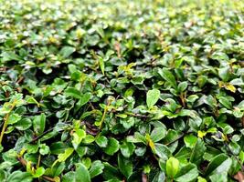 Texture of green leaves of the tempuhi tree or canarium acutifolium photo