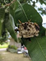 Redhead Paper Wasp or Polistes spp. nest on a branch of tree, swarm of wasp photo