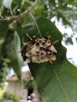 Redhead Paper Wasp or Polistes spp. nest on a branch of tree, swarm of wasp photo