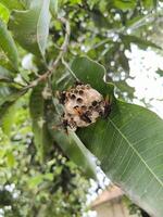 Redhead Paper Wasp or Polistes spp. nest on a branch of tree, swarm of wasp photo