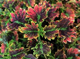 coleo, plectranthus escutellarioides, o solenostemón, es un metálico de floración planta.típicamente crecer al aire libre como un anual, pero lata En Vivo adentro Si creciente correctamente en bueno condición y suficiente ligero foto