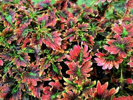 coleo, plectranthus escutellarioides, o solenostemón, es un metálico de floración planta.típicamente crecer al aire libre como un anual, pero lata En Vivo adentro Si creciente correctamente en bueno condición y suficiente ligero foto