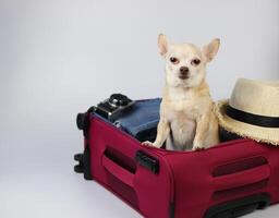 brown short hair Chihuahua dog standing in pink suitcase with travelling accessories, straw hat, camera isolated on white background. photo
