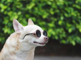cute brown chihuahua dog wearing sunglasses sitting on cement floor in the garden. looking sideway curiously. photo