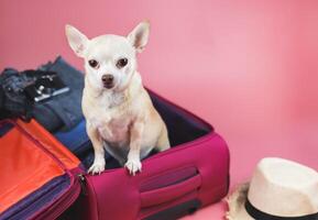 brown short hair Chihuahua dog standing in pink suitcase with travelling accessories, isolated on pink background. photo