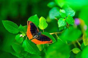 Flame-bordered Emperor is resting on the leaves. Charaxes protoclea photo