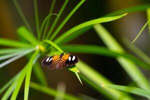 Postman butterfly is resting on the leaves. Heliconius melpomene photo