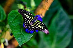 Beautiful and colorful butterfly Graphium sarpedon, Prague Fata Morgana photo