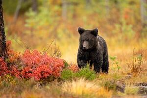 Wildlife in Finland. Bears, Wolverine and birds. photo