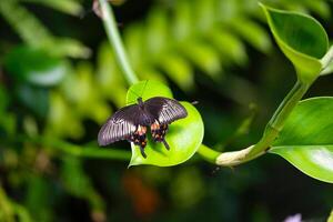 Common mormon is resting on the leaves. Papilio polytes photo
