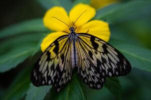 Idea leuconoe butterfly on the blossom, Czech Botanical garden photo