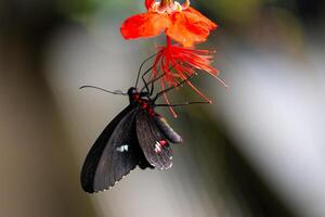 Postman butterfly is sucking nectar. Heliconius melpomene photo
