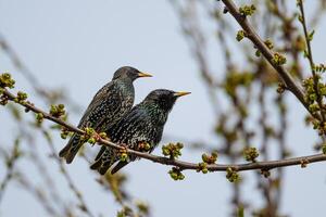 A pair of Starlings, Sturnus vulgaris photo