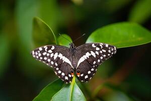 Citrus swallowtail is resting on the leaves. Papilio demodocus photo