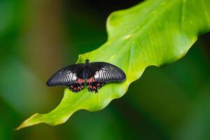 Common mormon is resting on the leaves. Papilio polytes photo