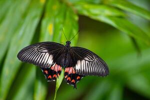 Common mormon is resting on the leaves. Papilio polytes photo