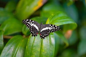 Citrus swallowtail is resting on the leaves. Papilio demodocus photo