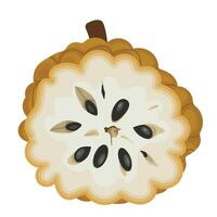 A Half Slice of Sugar Apple Fruit Illustration vector
