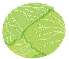 Fresh Cabbage Vegetable Illustration vector