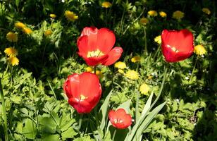 Red tulips on the background of grass and yellow dandelions on a sunny day - horizontal photo, top view photo