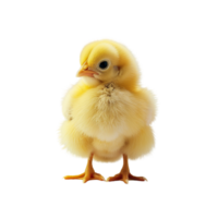 A fluffy little chicken standing alone isolated on a transparent background png