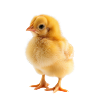 A fluffy little chicken standing alone isolated on a transparent background png