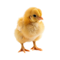A fluffy little chicken standing alone isolated on a transparent background png
