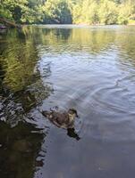 Solitary Wildlife Reflection of a Tree and Duckling Swimming in River photo