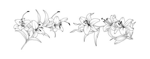 Lily flower arrangement line art on white background. Silhouette lilies botanical hand drawn element for wedding, invitation frame design illustration vector