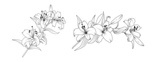Lily flower arrangement line art on white background. Silhouette lilies botanical hand drawn element for wedding, invitation frame design illustration vector