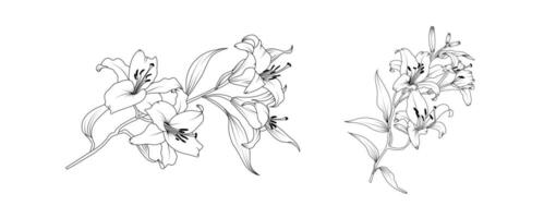 Lily flower arrangement line art on white background. Silhouette lilies botanical hand drawn element for wedding, invitation frame design illustration vector