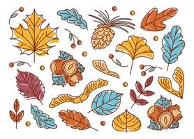 Set of colorful modern autumn leaf, nuts and seeds. Maple and rowan, ginkgo biloba, Codiaeum, lilac, linden and oak, elm and poplar. Acorns, cedar cone, hazelnuts, maple lionfish seeds. Sketch style. vector