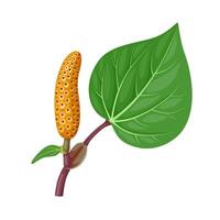 Illustration of Piper excelsum, commonly known as kawakawa, isolated on white background. vector