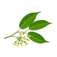 Illustration of leaves and flowers of Gurmar, scientific name gymnema inodorum, isolated on white background. vector