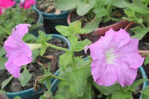 Petunia axillaris flower plant on pot photo