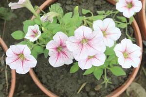 Petunia axillaris flower plant on pot photo