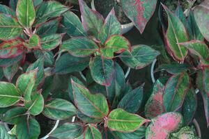 red siam aurora aglaonema plant on nursery photo