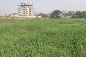Rhodes grass also called Chloris gayana plant photo