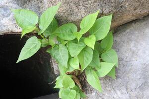 Sacred fig tree on farm for harvest photo