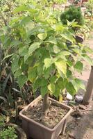 Sacred fig tree on farm for harvest photo