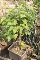 Sacred fig tree on farm for harvest photo