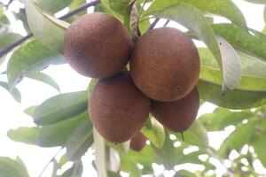 Sapodilla on tree in farm for harvest photo