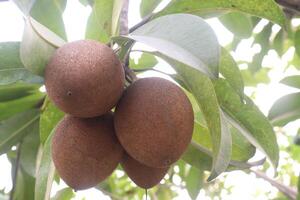 Sapodilla on tree in farm for harvest photo
