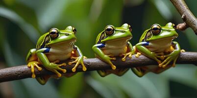 wildlife of frogs perched on rocks and trees in the forest photo