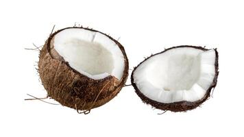 coconut on a white background photo