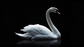 White Swan on Dark Background. photo